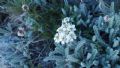 Achillea nana